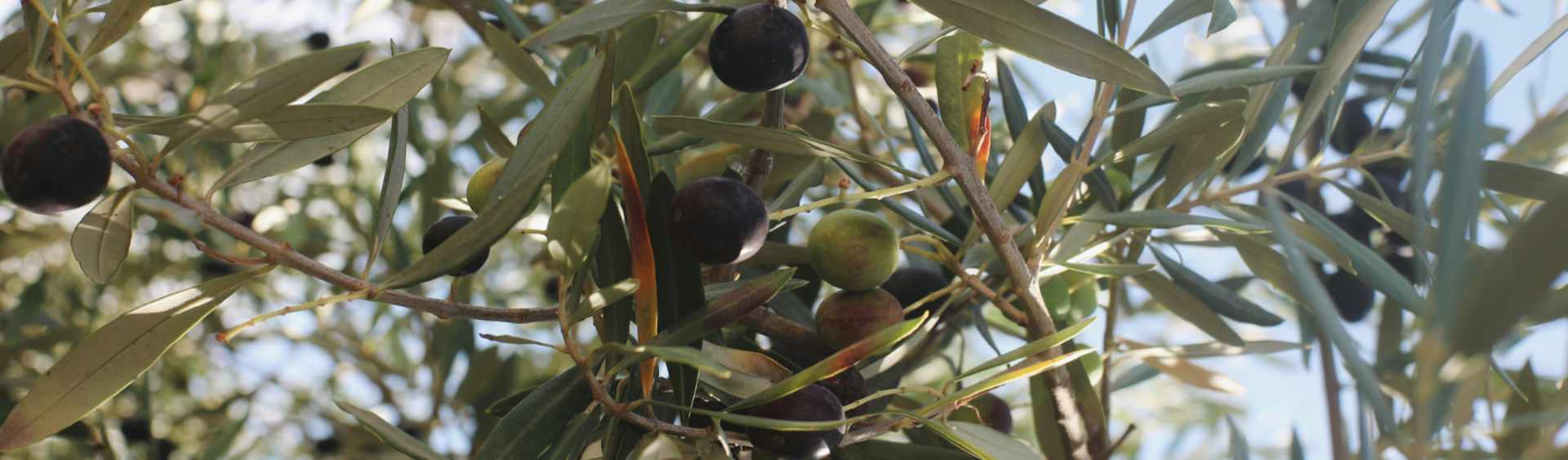 Grief Tending: When Palestine is a Portal